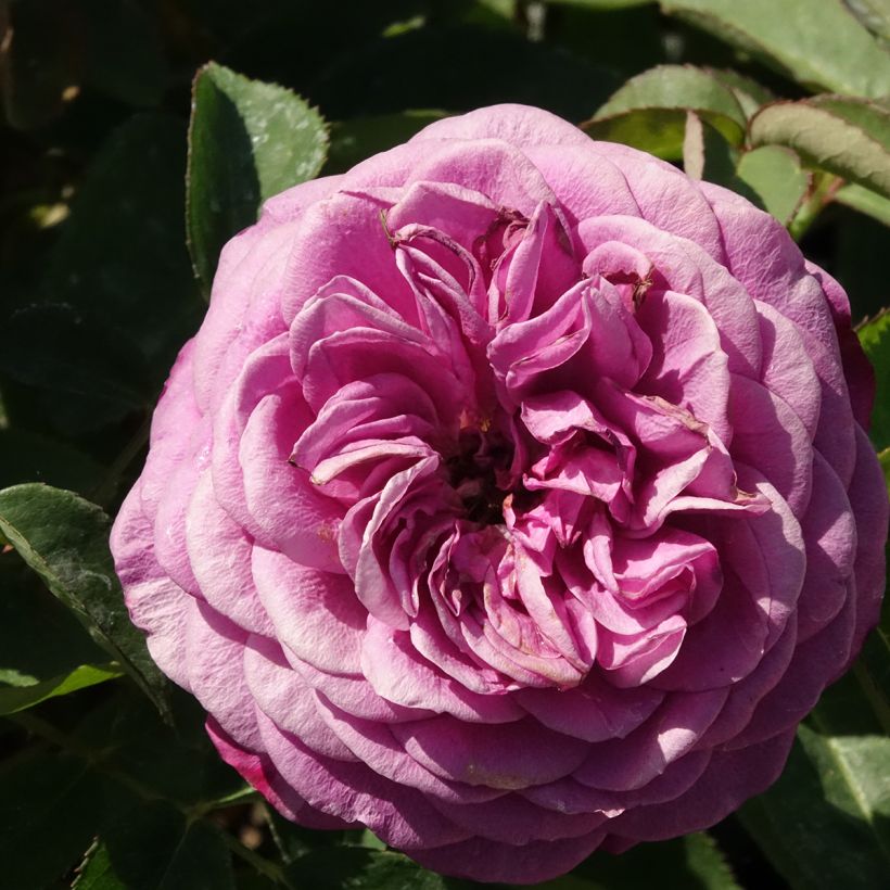 Rosa polyantha Heidi Klum (Fioritura)