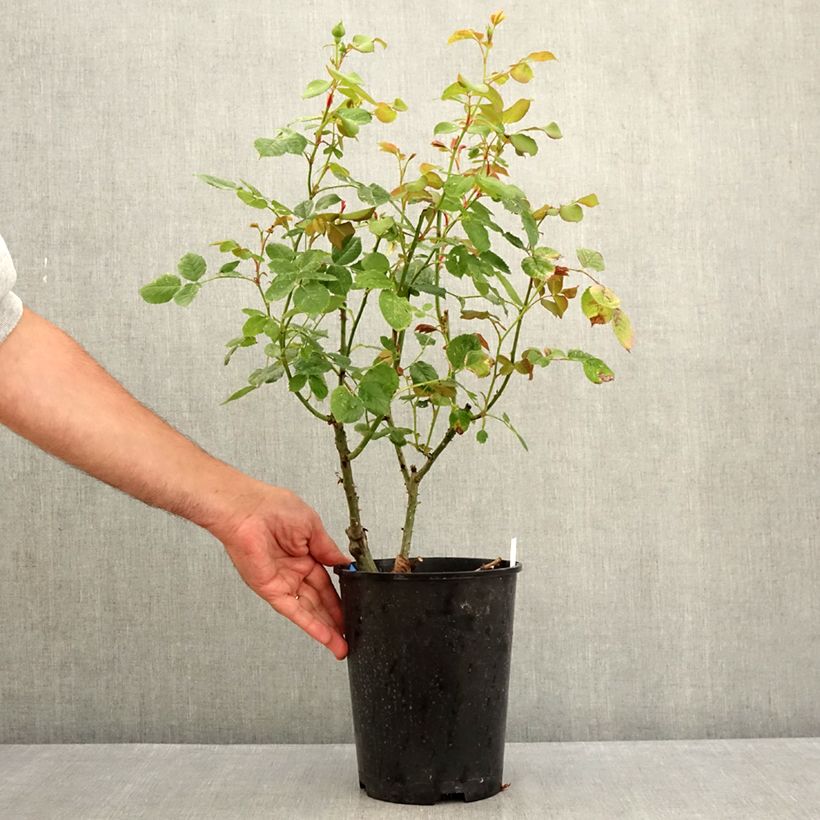 Esemplare di Rosa Generosa Cybelle Vaso da 4L/5L consegnato in estate