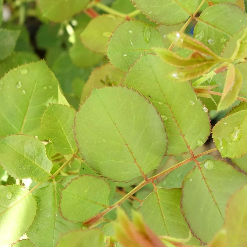 Rosa Generosa Cybelle (Fogliame)