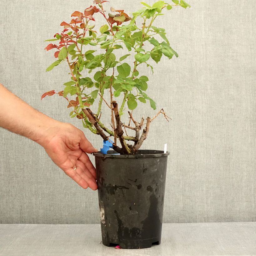 Example of Rosa Generosa Elodie Gossuin Vaso da 4L/5L as you get in ete