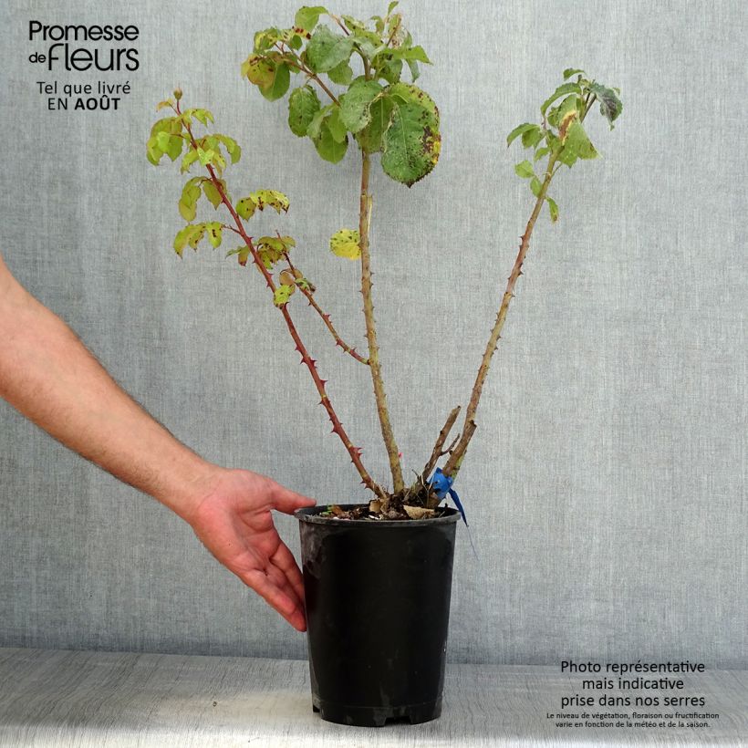 Example of Rosa Generosa Emilien Guillot Vaso da 4L/5L as you get in ete