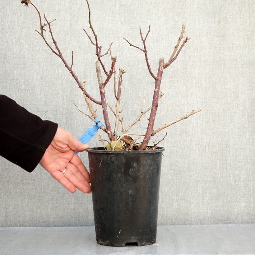 Esemplare di Rosa Generosa Emilien Guillot Vaso da 4L/5L come consegnato in autunno