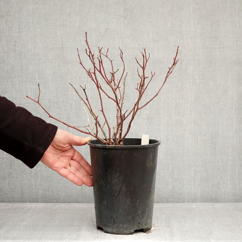 Example of Rosa Generosa Fiona Gelin Vaso da 4L/5L as you get in hiver