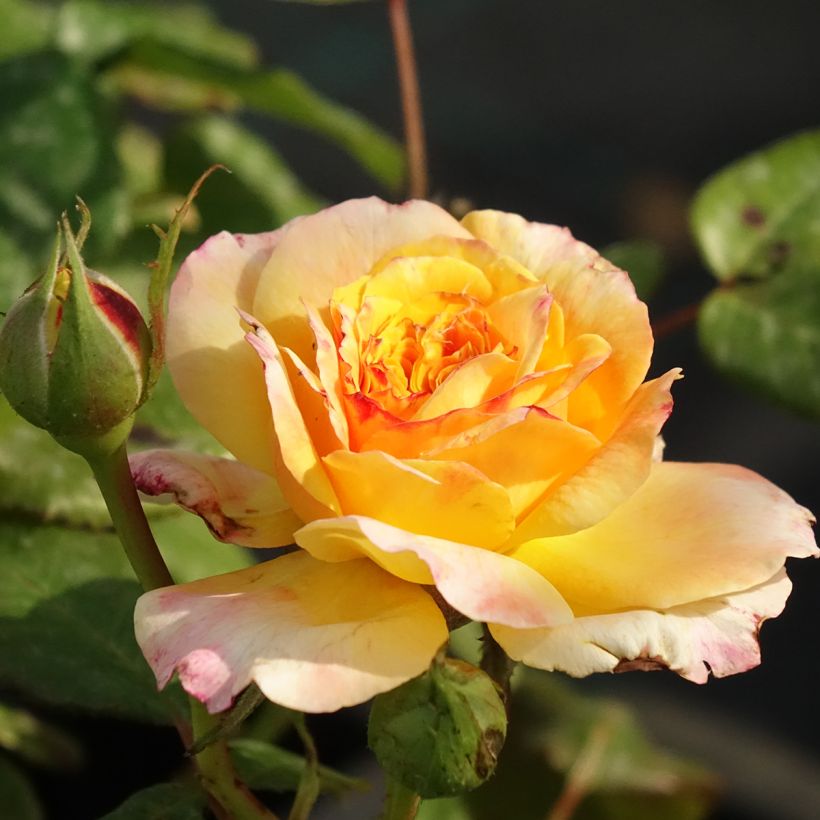 Rosa Generosa Fiona Gelin (Flowering)