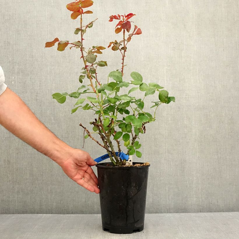 Example of Rosa Generosa Laurent Cabrol Vaso da 4L/5L as you get in ete