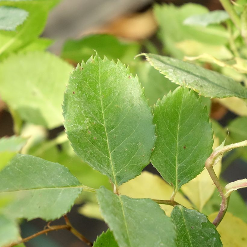 Rosa Generosa Laurent Voulzy (Fogliame)