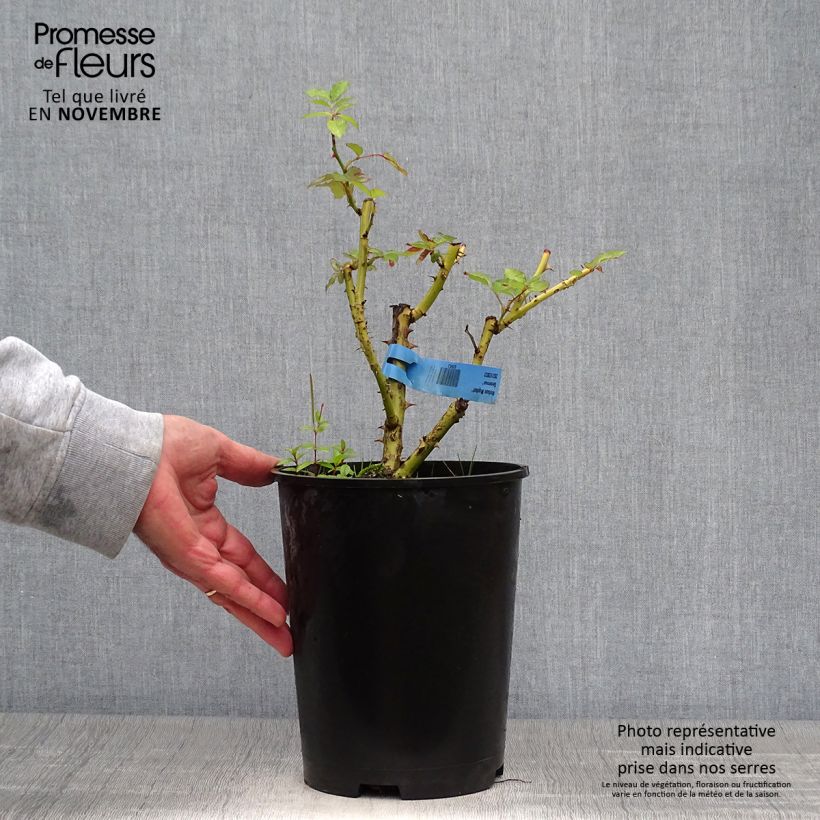 Esemplare di Rosier Generosa Nelson Monfort Pot de 4L/5L come consegnato in autunno