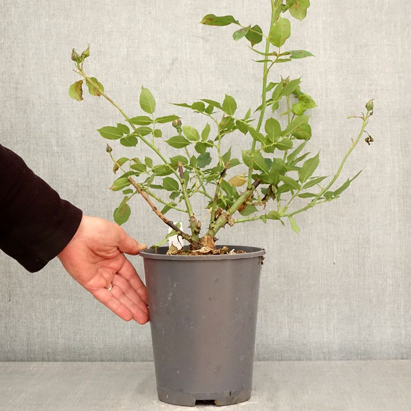Rosa Generosa Nicole Mioulane Vaso da 4L/5L esemplare consegnato in primavera