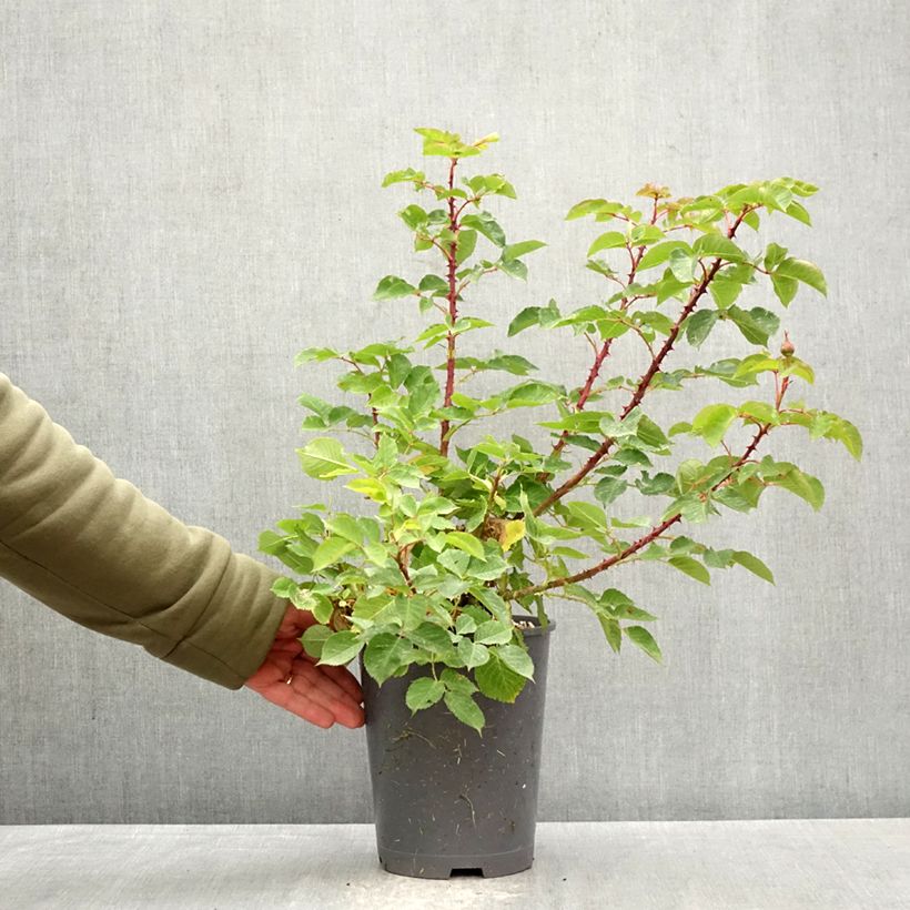 Rosa Generosa Odile Masquelier Vaso da 4L/5L esemplare consegnato in primavera