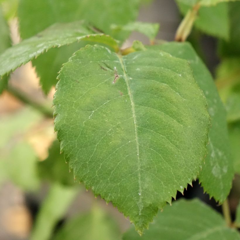 Rosa Generosa Paul Bocuse (Foliage)