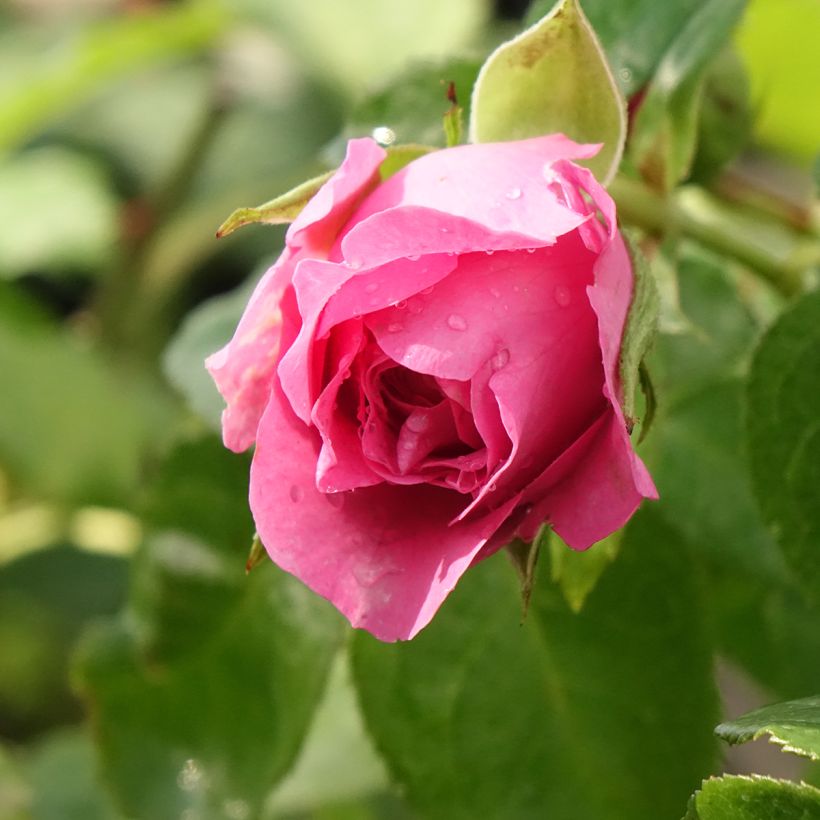 Rosa Generosa Paul Bocuse (Flowering)