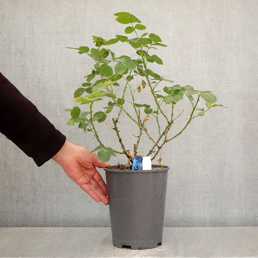 Rosa Generosa Rosomane Janon Vaso da 4L/5L esemplare consegnato in primavera