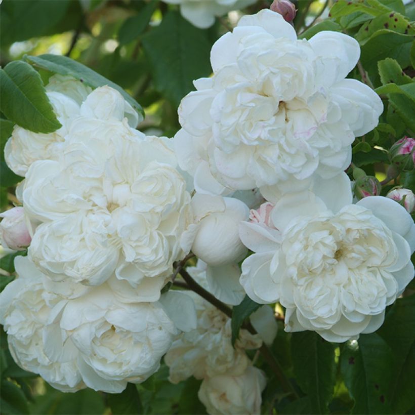 Rosa rampicante Aimée Vibert (Flowering)