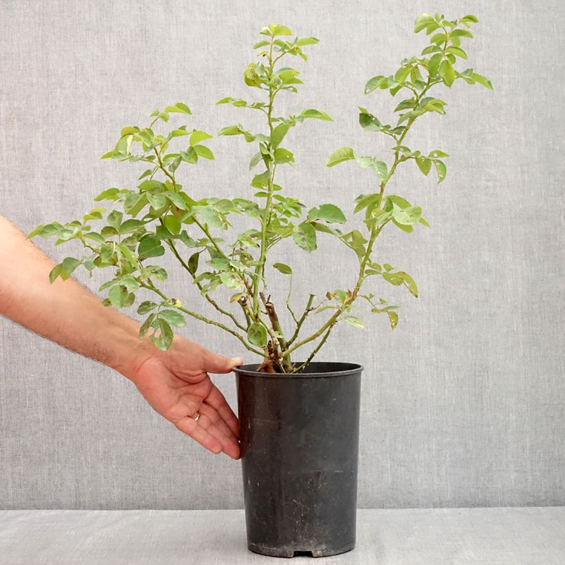 Esemplare di Rosa rampicante Alchymist Vaso da 4L/5L consegnato in estate