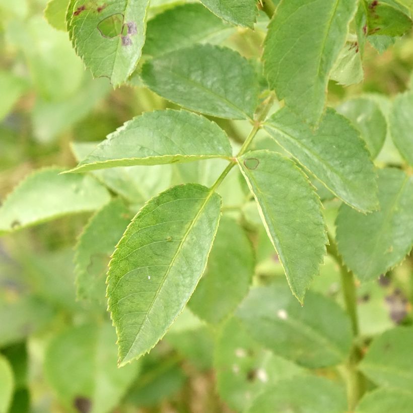 Rosa rampicante Alchymist (Fogliame)