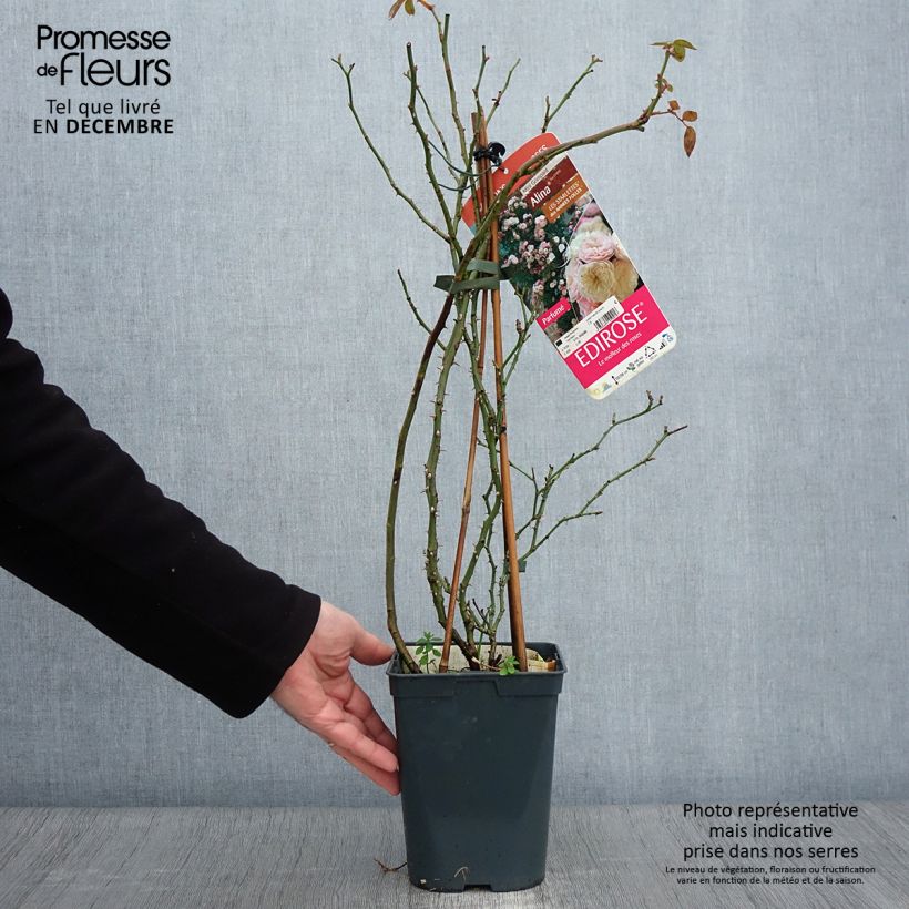 Esemplare di Rosier grimpant Starlet Rose Alina Pot de 4L/5L come consegnato in autunno