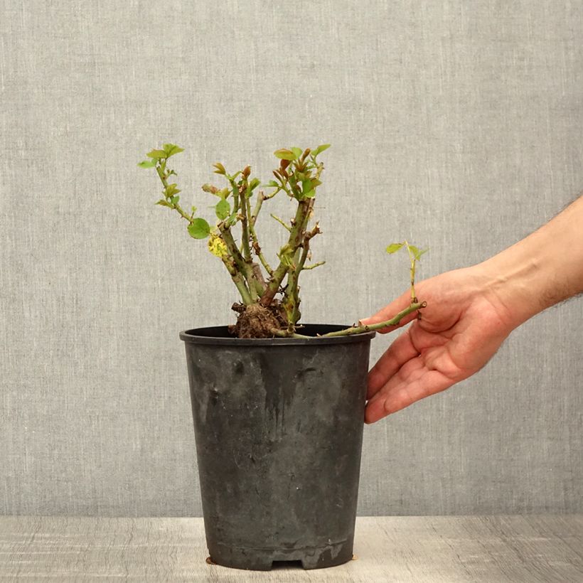 Example of Rosa rampicante Allegro Vaso da 4L/5L as you get in printemps