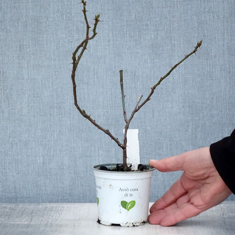 Rosier grimpant Aloha de Kordes KORwesrug Pot de 10 cm/11cm, Issu de bouture esemplare consegnato in inverno