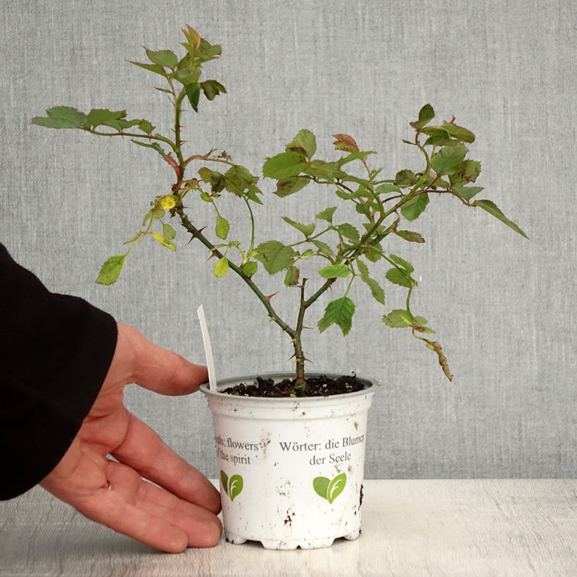 Example of Rosa rampicante Aloha de Kordes Vaso da Ø 10 cm/11 cm as you get in printemps