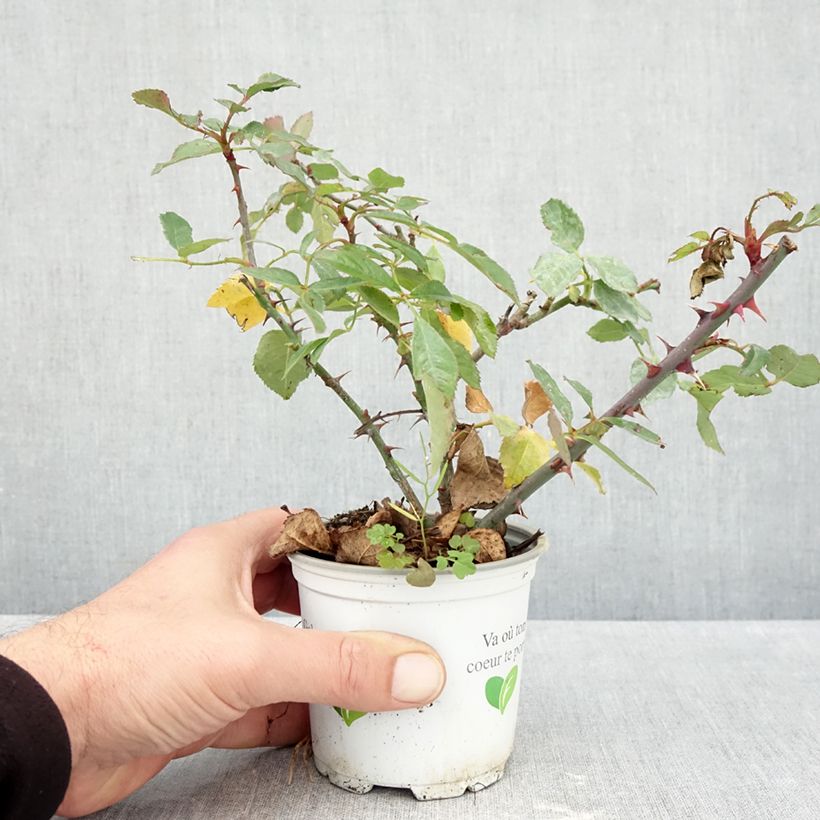 Esemplare di Rosa rampicante Aloha de Kordes Vaso da Ø 10 cm/11 cm come consegnato in autunno