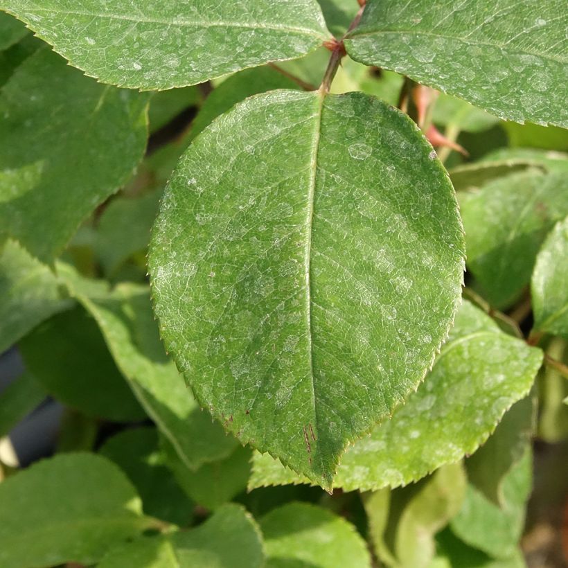 Rosa rampicante André Le Nôtre (Fogliame)