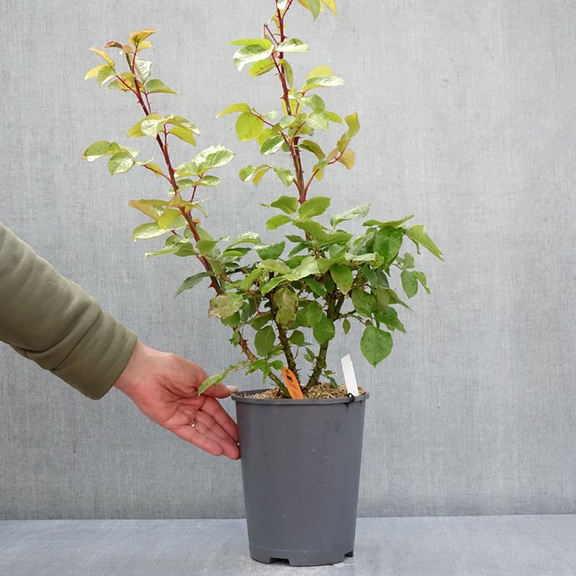 Rosa rampicante André Le Nôtre Vaso da 4L/5L esemplare consegnato in primavera