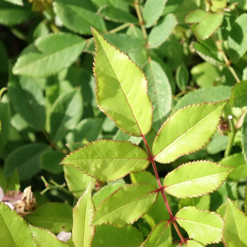 Rosa rampicante anglais Little Rambler (Foliage)