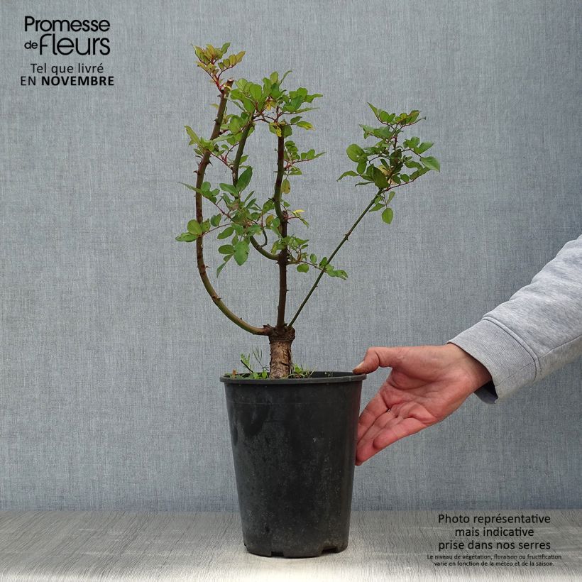 Esemplare di Rosier grimpant anglais Little Rambler Pot de 4L/5L come consegnato in autunno