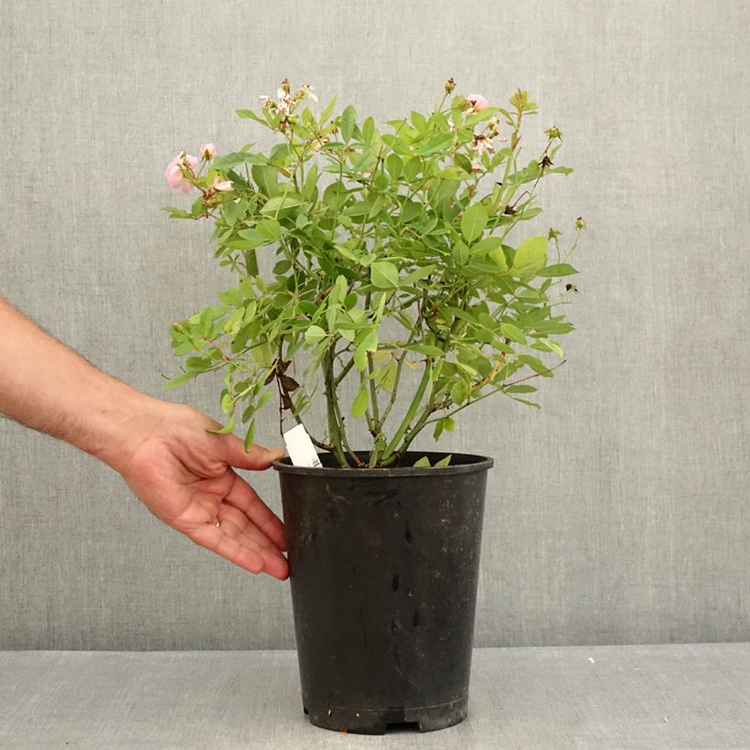 Esemplare di Rosa rampicante anglais Little Rambler Vaso da 4L/5L consegnato in estate