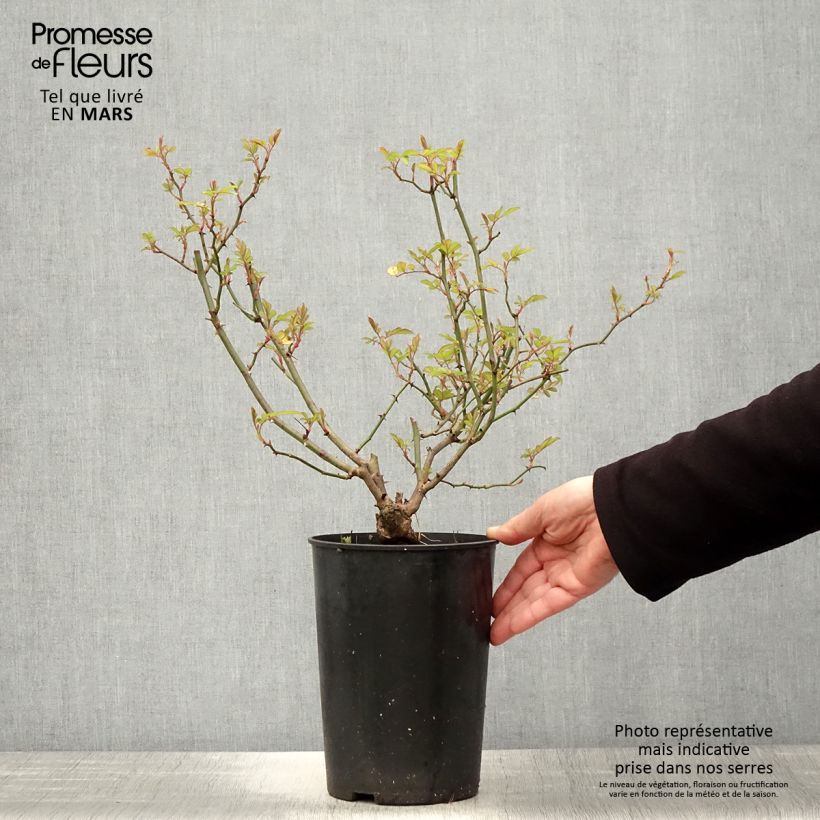 Example of Rosa rampicante anglais Little Rambler Vaso da 4L/5L as you get in printemps