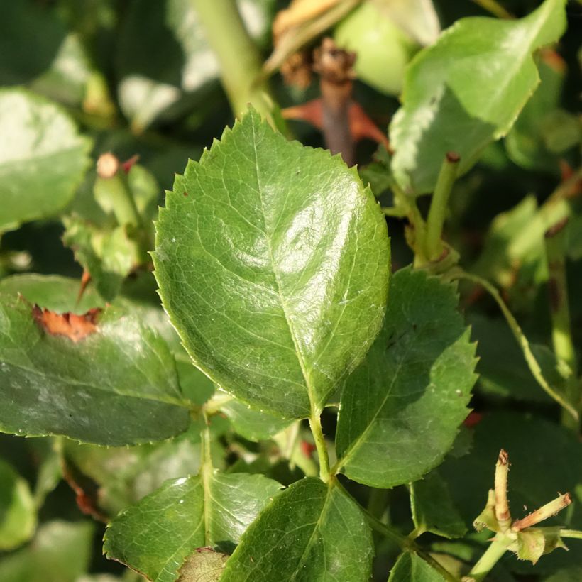 Rosa rampicante Bantry Bay (Fogliame)
