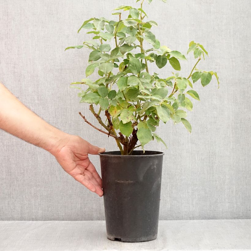 Esemplare di Rosa rampicante Compassion Vaso da 4L/5L consegnato in estate