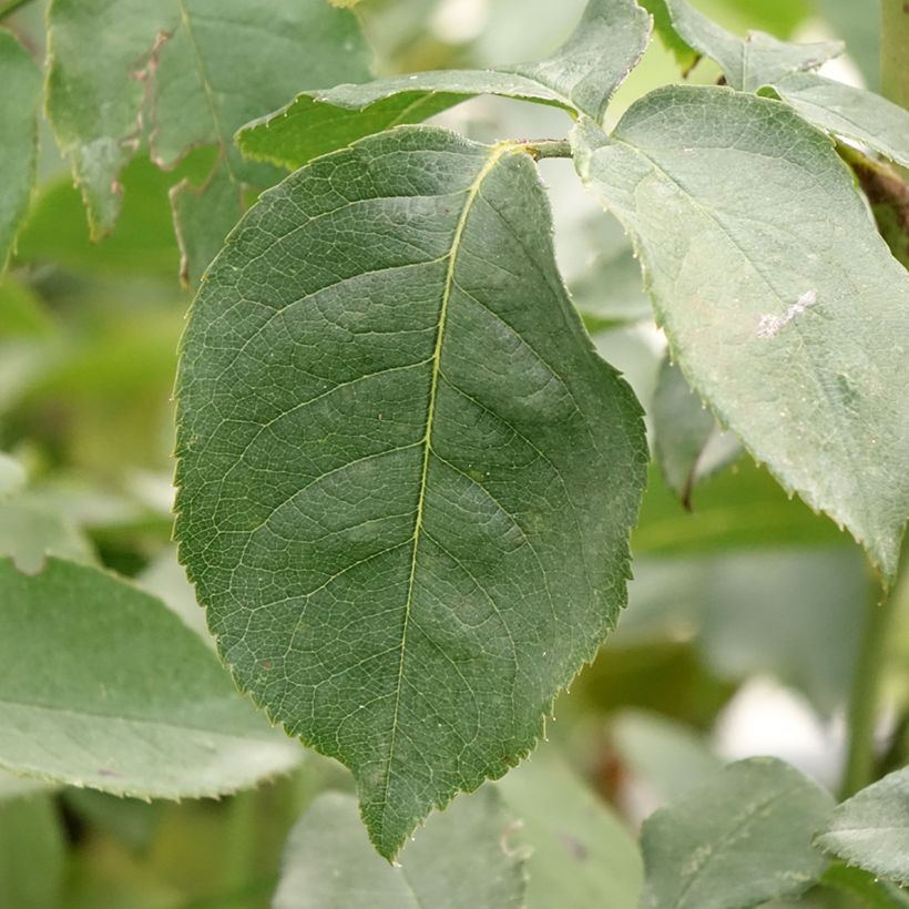 Rosa rampicante Compassion (Foliage)