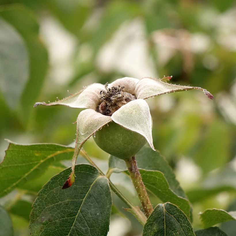 Rosa rampicante Compassion (Harvest)