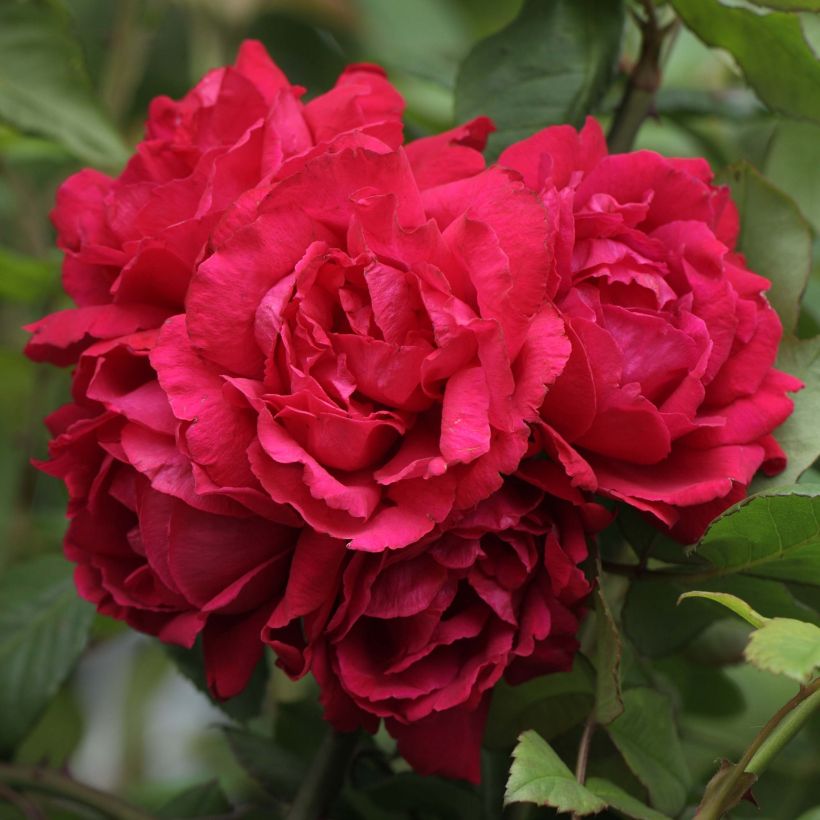 Rosa rampicante Blaze Superior (Flowering)