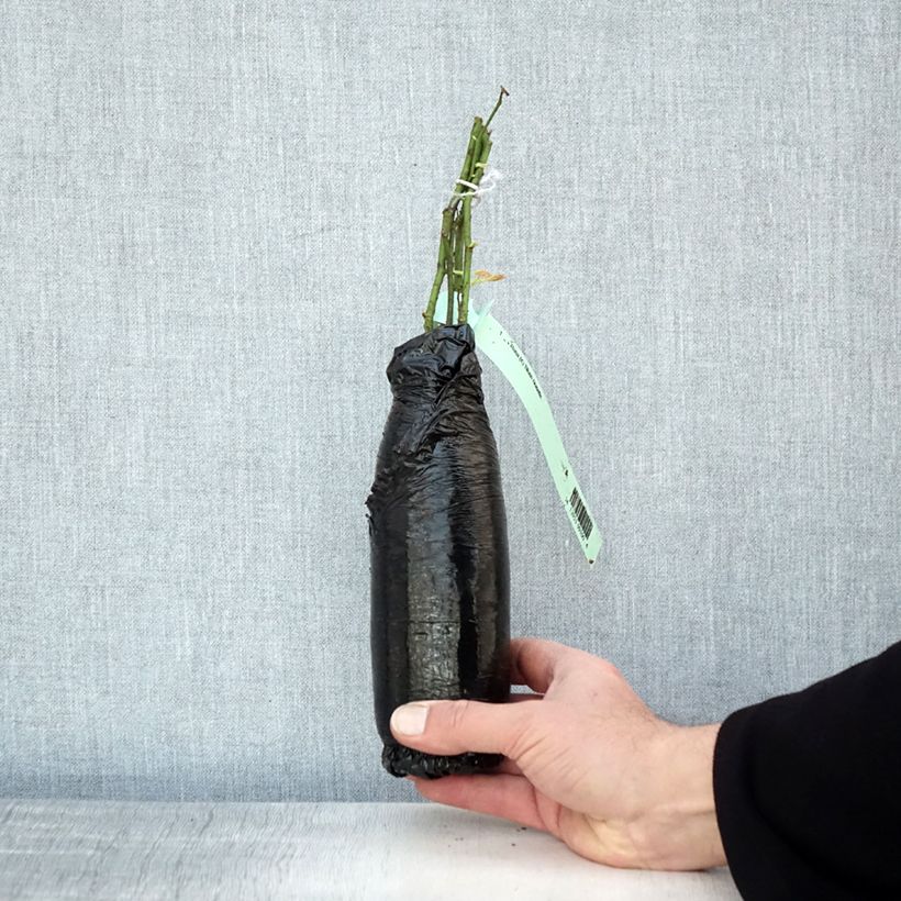 Example of Rosa rampicante Blush Noisette Zolla a radice nuda as you get in hiver