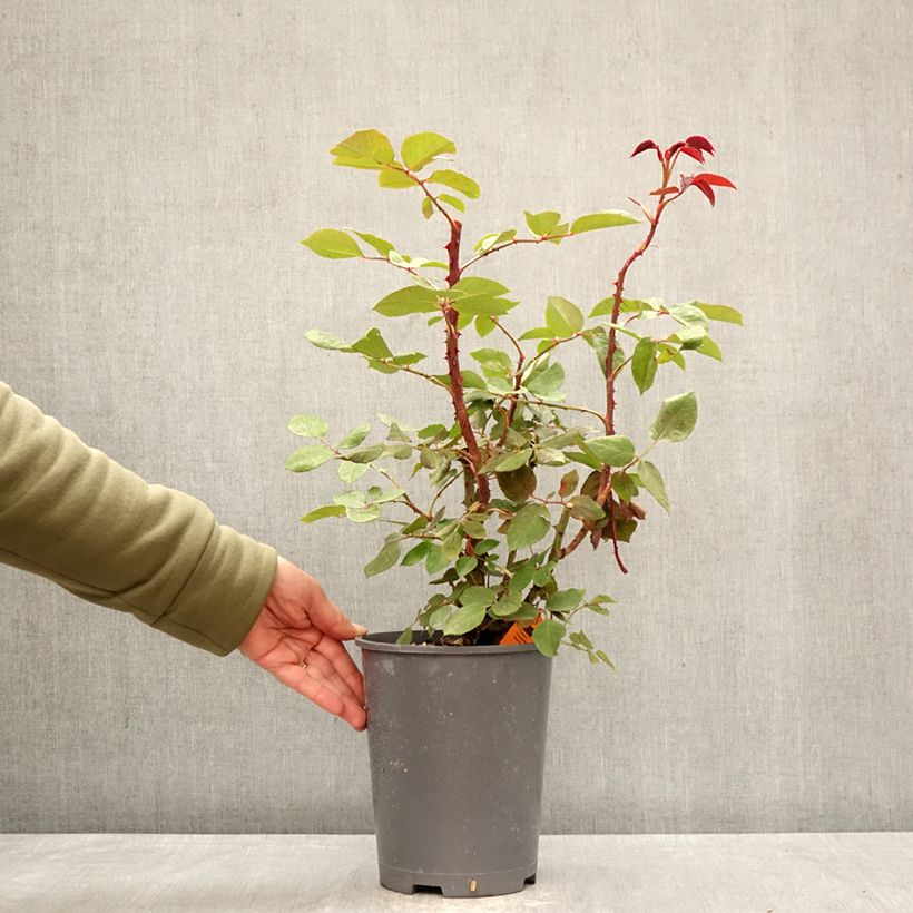 Rosa rampicante Botero Vaso da 4L/5L esemplare consegnato in primavera