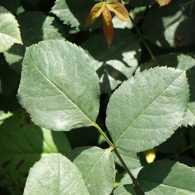 Rosa rampicante Cherry Explosion (Fogliame)
