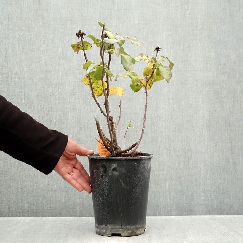 Esemplare di Rosa rampicante Christophe Colomb Vaso da 4L/5L come consegnato in autunno