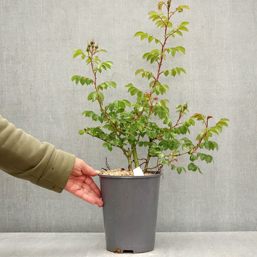 Rosa rampicante Climbing Max Bajazzo Vaso da 3L/4L esemplare consegnato in primavera