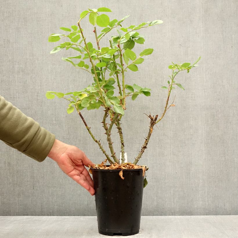 Rosa Climbing Max Golden Gate - Rosa rampicante Vaso da 4L/5L esemplare consegnato in primavera