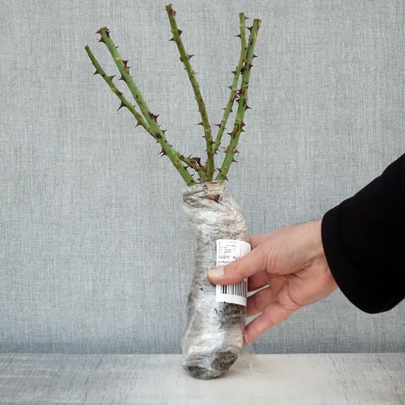 Example of Rosa Climbing Max Golden Gate - Rosa rampicante Zolla a radice nuda as you get in hiver