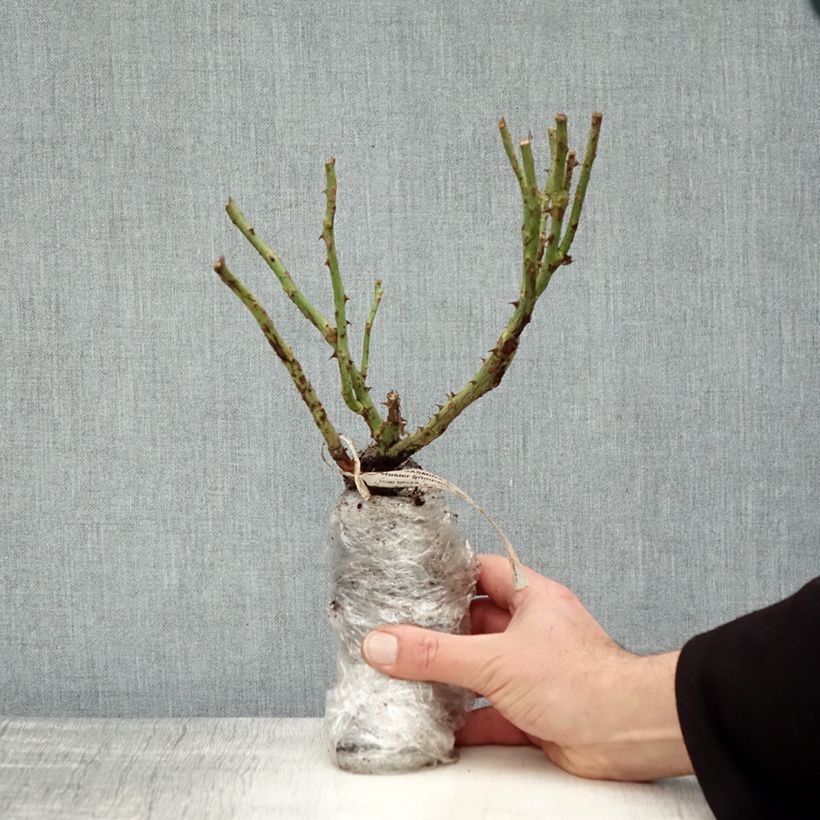 Rosa rampicante Climbing Max Jasmina Zolla a radice nuda esemplare consegnato in inverno