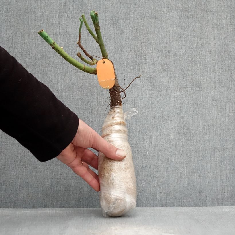 Example of Rosa rampicante Climbing Max Kiss me Kate Zolla a radice nuda as you get in hiver