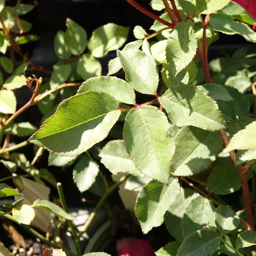Rosa rampicante Cocktail (Foliage)
