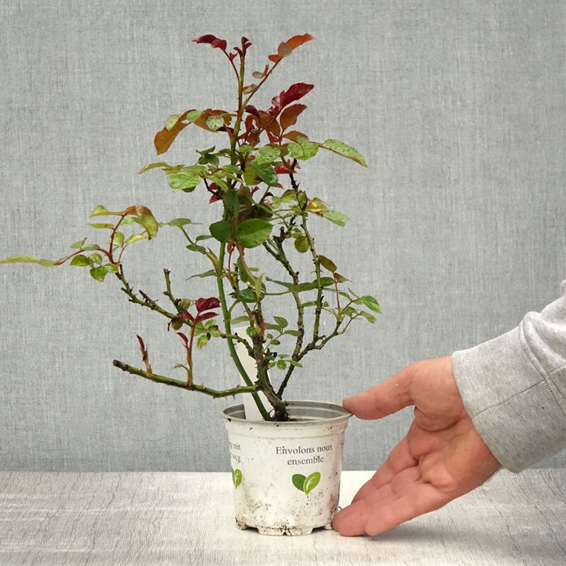 Example of Rosa rampicante Cocktail Vaso da Ø 10 cm/11 cm as you get in printemps