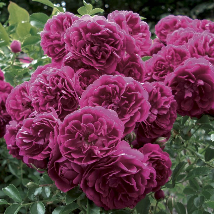 Rosa rampicante Crimson Shower (Flowering)