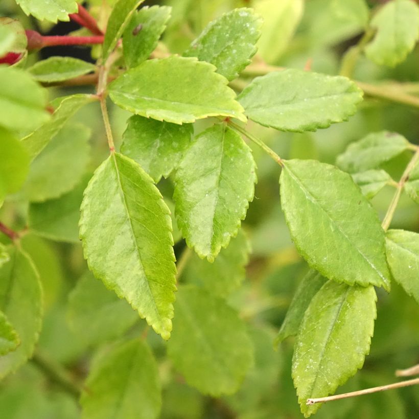 Rosa rampicante Crimson Shower (Foliage)