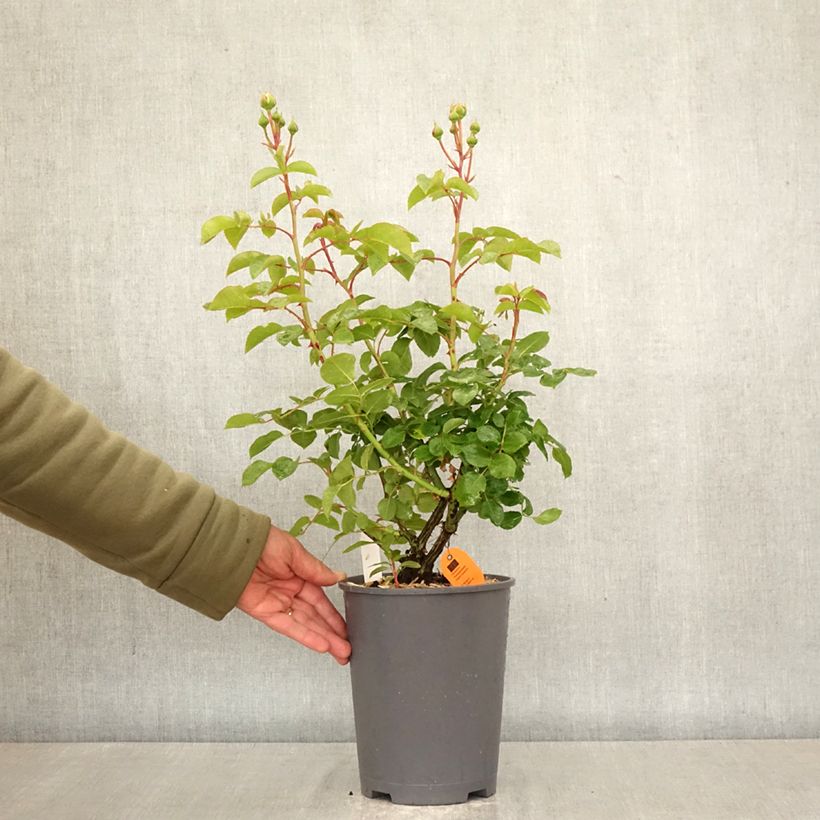 Rosa rampicante David Hockney Vaso da 4L/5L esemplare consegnato in primavera