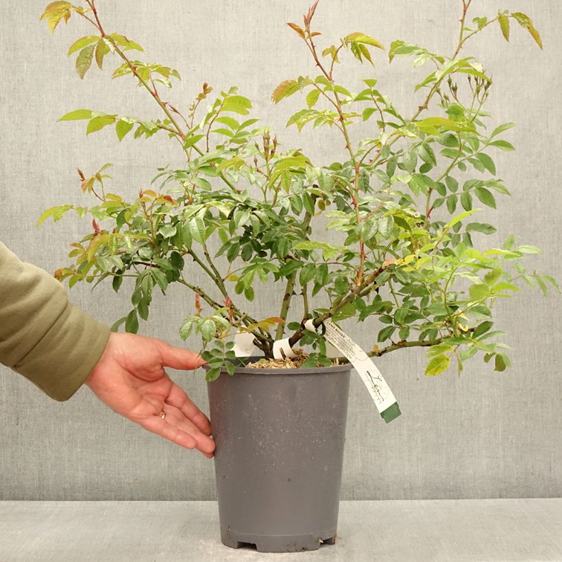 Rosa rampicante Dentelle de Malines lenfiro Vaso da 4L/5L esemplare consegnato in primavera